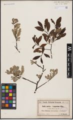 Foto von Salix aurita L. x Salix lapponum L.